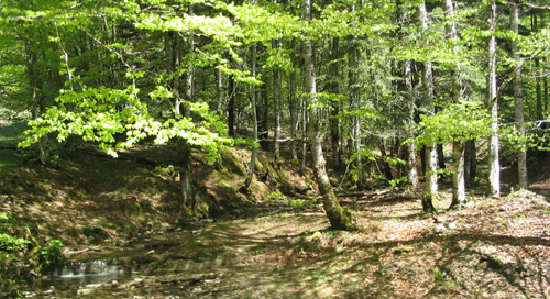 la Selva de Irati